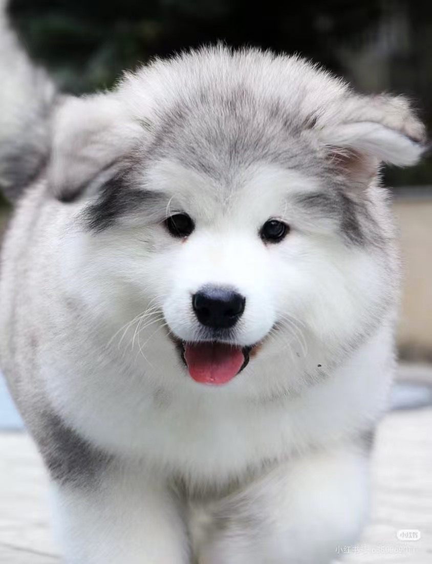 Ziyan Liu profile image